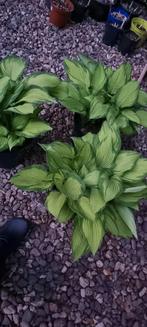 mooie grote gevarieerd groene Hosta, Ophalen, Zomer, Overige soorten, Halfschaduw