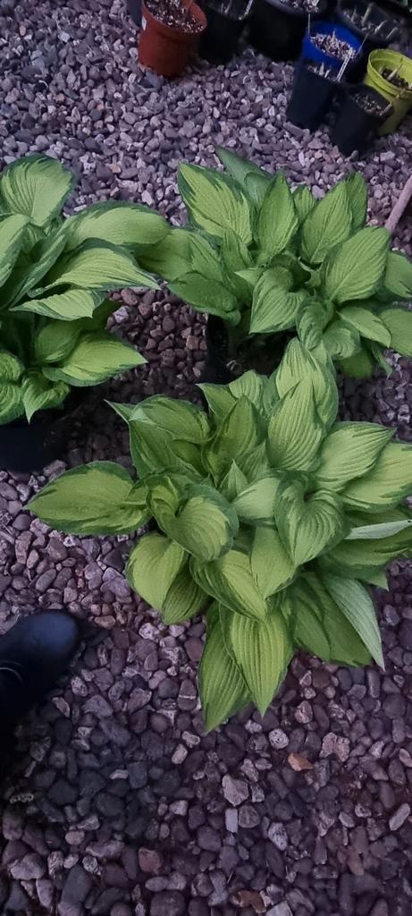 mooie grote gevarieerd groene Hosta, Tuin en Terras, Planten | Tuinplanten, Overige soorten, Halfschaduw, Zomer, Ophalen
