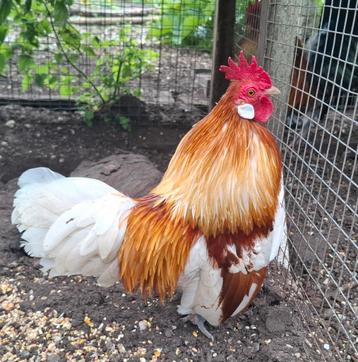 Kippenopvang zoekt goede plek voor deze leuke minihaan! beschikbaar voor biedingen
