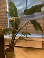Bananenplant inclusief sierpot. 260 hoog., Huis en Inrichting, Ophalen, 200 cm of meer, Overige soorten, Halfschaduw