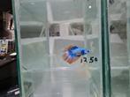 Betta splendens super delta kempvis man, Vis, Zoetwatervis