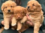 Nova scotia duck tolling retriever, Dieren en Toebehoren, Nederland, Overige rassen, 8 tot 15 weken, CDV (hondenziekte)