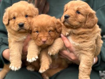 Nova scotia duck tolling retriever beschikbaar voor biedingen