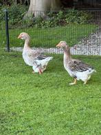 Toulouse ganzen, Meerdere dieren, Gans of Zwaan