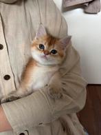 Uniek British Black Golden Tabby Spotted, Dieren en Toebehoren, Katten en Kittens | Raskatten | Korthaar, Meerdere dieren, Met stamboom