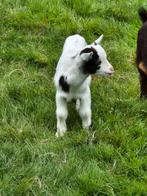 Mooi dwerggeit bokje, Dieren en Toebehoren, Schapen, Geiten en Varkens, Mannelijk, Geit