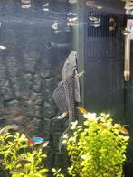 Algeneter, Dieren en Toebehoren, Vis