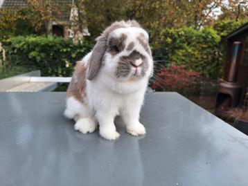 Lief nederlands hangoor dwerg konijn voedster 4 jaar  beschikbaar voor biedingen