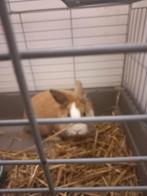 Lief dwerg konijn te koop, Dieren en Toebehoren, Konijnen, Mannelijk, Dwerg