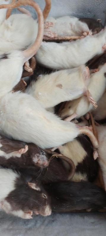 Beurs Houten zondag diepvries ratten en muizen bestellen. beschikbaar voor biedingen