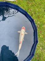 Maruten sanke japanse koi, Dieren en Toebehoren, Karper of Koi