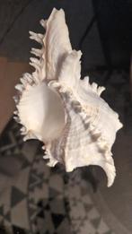 Witte decoratieve schelp, Huis en Inrichting, Woonaccessoires | Overige, Ophalen of Verzenden, Zo goed als nieuw