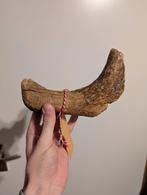 Eland deel gewei, Verzamelen, Mineralen en Fossielen, Ophalen of Verzenden, Fossiel