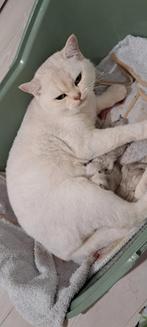 Britse korthaar kittens, Dieren en Toebehoren, Katten en Kittens | Raskatten | Korthaar, Poes, 0 tot 2 jaar