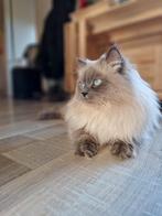 Ter Dekking :Siberische / Neva Masquerade dekkater, Dieren en Toebehoren, 3 tot 5 jaar