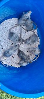 Diverse jonge kleurmuizen, Dieren en Toebehoren, Knaagdieren, Meerdere dieren, Muis, Na 1 juli 2024