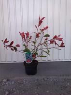 photinia,fraseri'Red Robin'glansmispelt, Vaste plant, Halfschaduw, Zomer, Ophalen