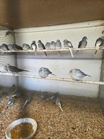 Diamant duiven, Dieren en Toebehoren, Vogels | Duiven, Meerdere dieren, Overige soorten
