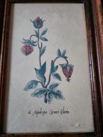 Botanisch schilderij Akelei, Ophalen