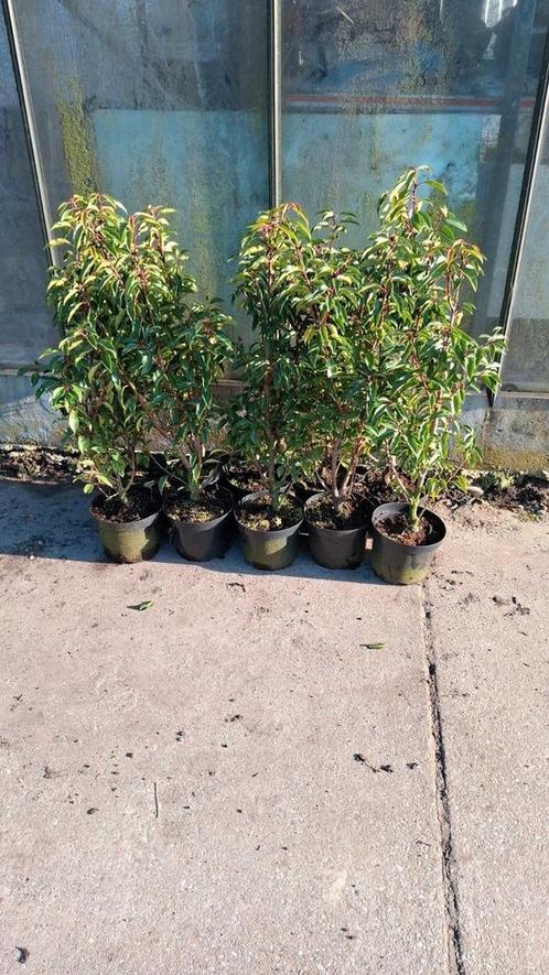 Portugese laurier pot gekweekt, Tuin en Terras, Planten | Struiken en Hagen, Laurier, Minder dan 100 cm, Ophalen