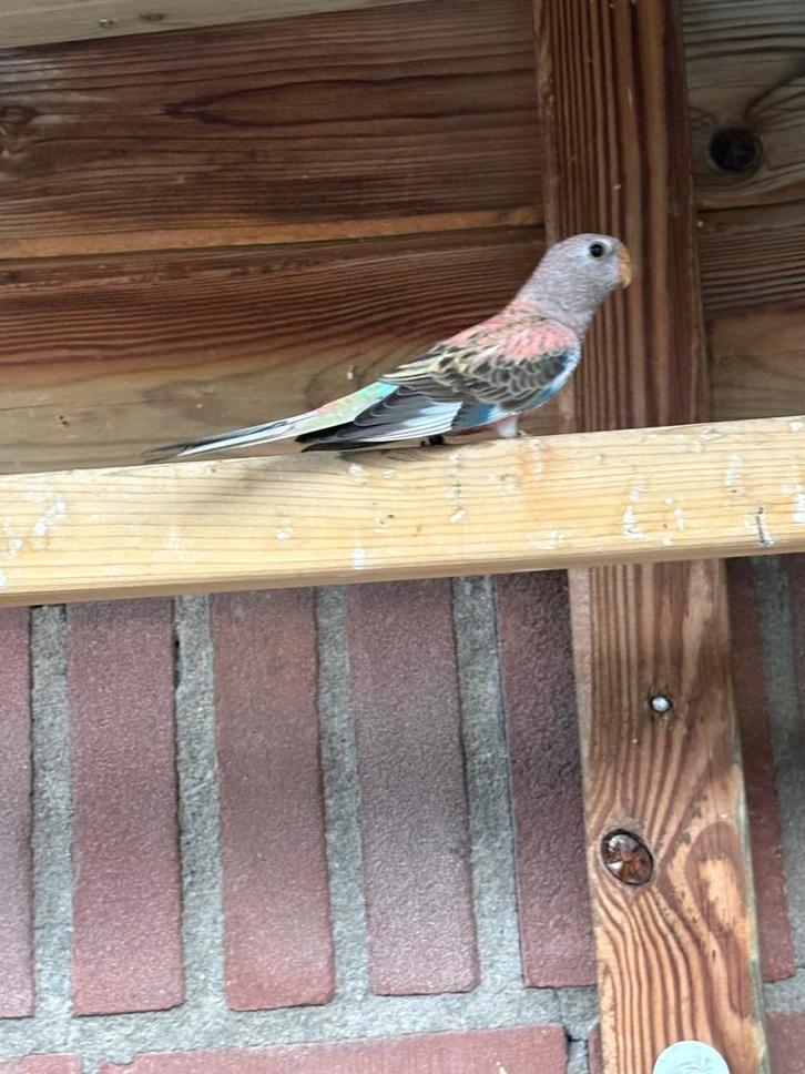 Mooi bourkepop, Dieren en Toebehoren, Vogels | Parkieten en Papegaaien, Parkiet, Vrouwelijk, Geringd
