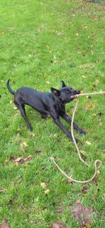 Mechelse herder & rottweiler mix, 15 weken tot 1 jaar, Teef, Parvo, Eén hond