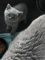 Prachtige 100% Raszuivere Britse Korthaar Kittens katertjes, Meerdere dieren