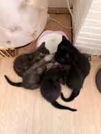 Half Maine Coon/ half Europese korthaar kittens., Dieren en Toebehoren, Meerdere dieren, Ontwormd, 0 tot 2 jaar