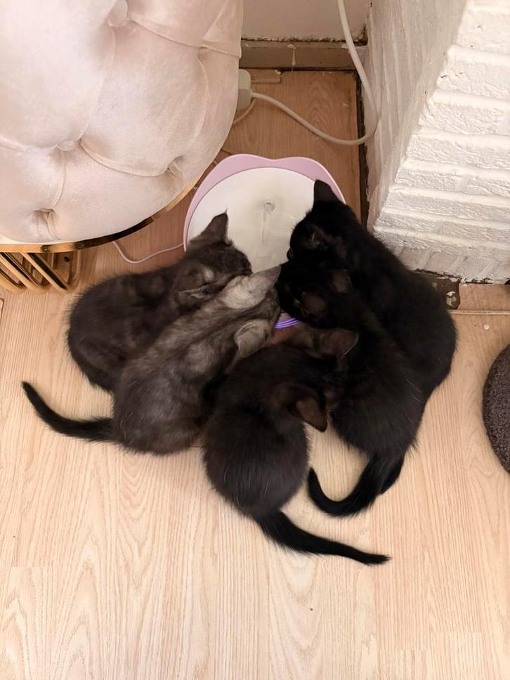 Half Maine Coon/ half Europese korthaar kittens., Dieren en Toebehoren, Katten en Kittens | Raskatten | Korthaar, Meerdere dieren