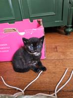 kitten te koop, Dieren en Toebehoren, Katten en Kittens | Overige Katten, Poes, Kortharig