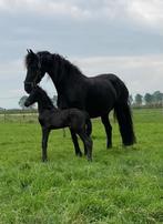 Opfok voor merries en hengsten  2025, Opfok, 4 paarden of pony's of meer