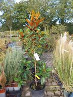 Magnolia Grandiflora 150cm - Prachtige Boom, Overige soorten, 100 tot 250 cm, Zomer, Ophalen