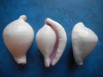 Schelpen: Ovula costellata Lam. f++/gem 33-45mm (aanbieding), Verzenden, Schelp(en)