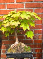 Zeer mooie Esdoorn bonsai op steen, Tuin en Terras, Planten | Bomen, Ophalen of Verzenden, Volle zon, Overige soorten