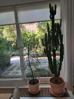 Grote cactus en potloodplant, Huis en Inrichting, Kamerplanten, Ophalen, Cactus, Volle zon, Minder dan 100 cm