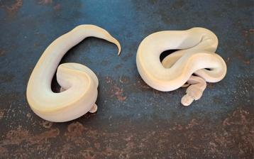 2.0 Pastel ivory 66% dh desertghost pied nk.dec.2024 beschikbaar voor biedingen