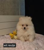 2 prachtige pomeriaan pups reutjes geboren 12-5-2025, Keeshond, Reu, 8 tot 15 weken, Rabiës (hondsdolheid)