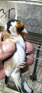 Parva kleine putter, Dieren en Toebehoren, Vogels | Overige Vogels, Mannelijk, Wildzangvogel