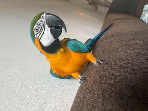 Ara papegaai, Dieren en Toebehoren, Vogels | Parkieten en Papegaaien, Papegaai, Mannelijk, Pratend, Tam, Geringd