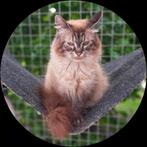 2 Neva Masquerade dames, Dieren en Toebehoren, Katten en Kittens | Raskatten | Langhaar, Poes, Ontwormd