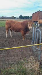 Limousine stier, Dieren en Toebehoren, Mannelijk