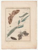 Nachtvlinders ingekleurde gravure Jan Christiaan Sepp 1762, Verzenden