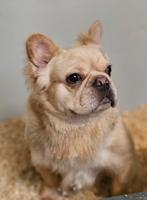 😍 Super lieve fluffy franse bulldog reu ter overname 😍, Particulier, Reu, CDV (hondenziekte), 1 tot 2 jaar