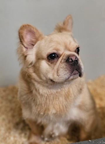 😍 Super lieve fluffy franse bulldog reu ter overname 😍 beschikbaar voor biedingen