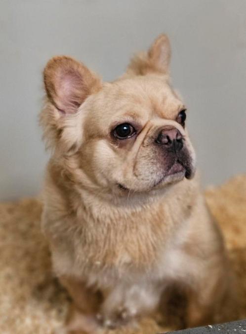 😍 Super lieve fluffy franse bulldog reu ter overname 😍, Dieren en Toebehoren, Honden | Bulldogs, Pinschers en Molossers, Reu