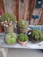 Decoratieve mosbollen voor in de tuin...gratis, Tuin en Terras, Ophalen, Overige soorten, Volle zon