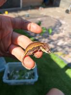 Redstripe gargoyle gekko, Dieren en Toebehoren, Hagedis