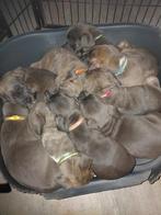 Cane corso x Amerikaanse buldog pups, Dieren en Toebehoren, 8 tot 15 weken, Bulldog, Meerdere, Meerdere dieren