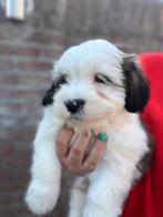 Schattige Boomer Pups - 1 teefje & 1 reutje, Dieren en Toebehoren, Honden | Chihuahua's en Gezelschapshonden, Overige rassen, Meerdere
