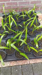 Te koop trachycarpus fortunei, Tuin en Terras, Planten | Tuinplanten, Ophalen, Zomer, Overige soorten, Volle zon